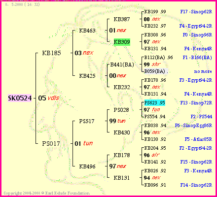 Pedigree of SK0524 :
four generations presented