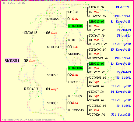 Pedigree of SK0801 :
four generations presented