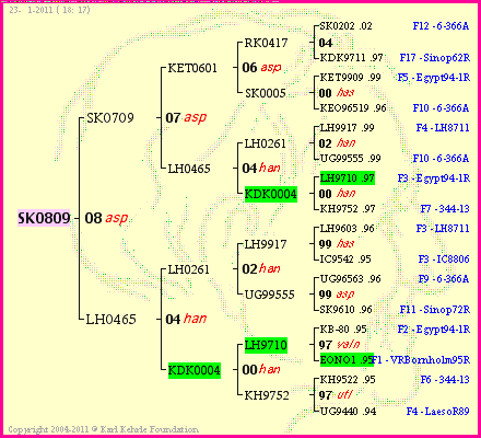 Pedigree of SK0809 :
four generations presented