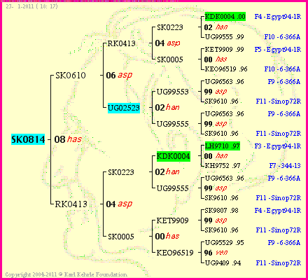 Pedigree of SK0814 :
four generations presented