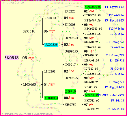 Pedigree of SK0818 :
four generations presented