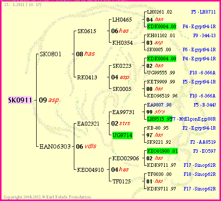 Pedigree of SK0911 :
four generations presented