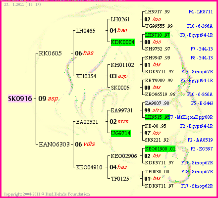 Pedigree of SK0916 :
four generations presented