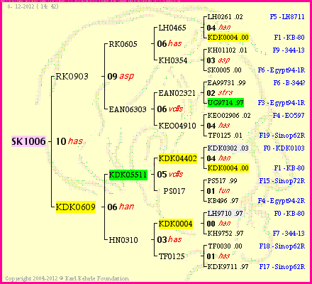 Pedigree of SK1006 :
four generations presented