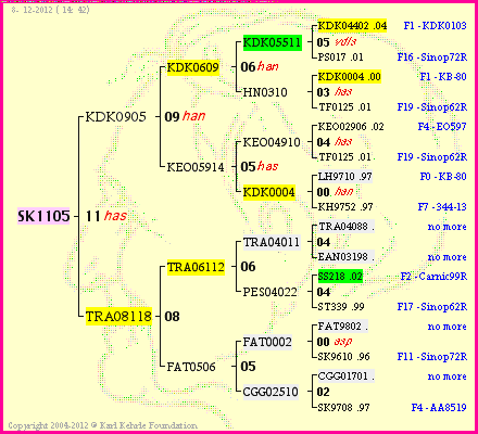 Pedigree of SK1105 :
four generations presented