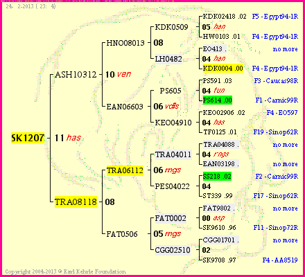 Pedigree of SK1207 :
four generations presented