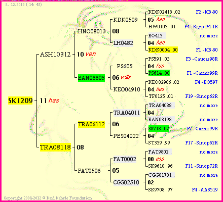 Pedigree of SK1209 :
four generations presented