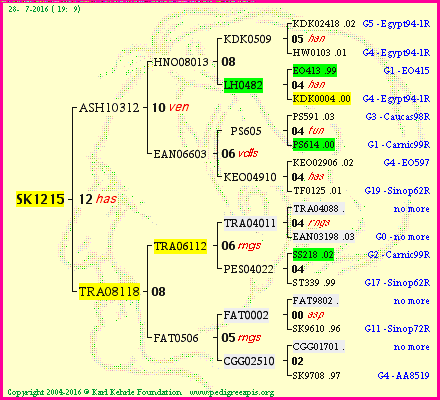 Pedigree of SK1215 :
four generations presented