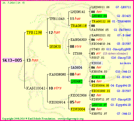 Pedigree of SK13-005 :
four generations presented