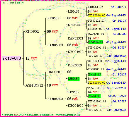 Pedigree of SK13-013 :
four generations presented