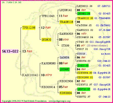 Pedigree of SK13-022 :
four generations presented