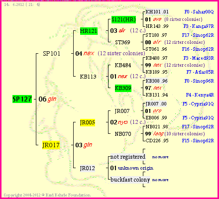 Pedigree of SP127 :
four generations presented