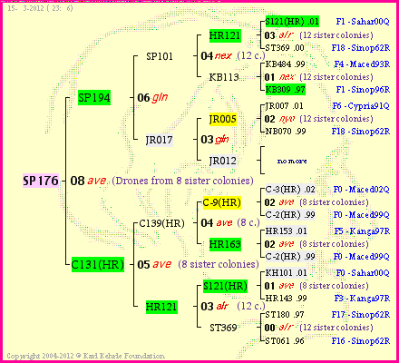 Pedigree of SP176 :
four generations presented