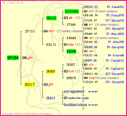 Pedigree of SP194 :
four generations presented