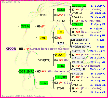 Pedigree of SP228 :
four generations presented