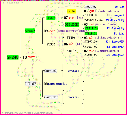 Pedigree of SP248 :
four generations presented