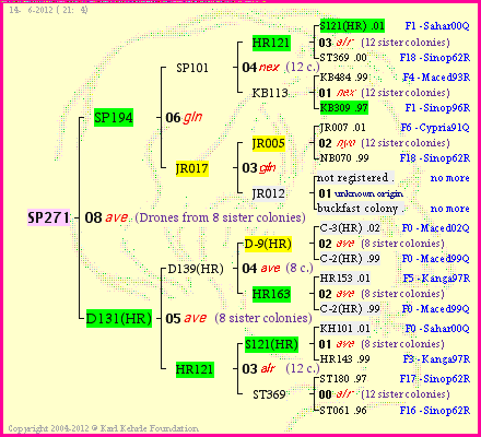 Pedigree of SP271 :
four generations presented