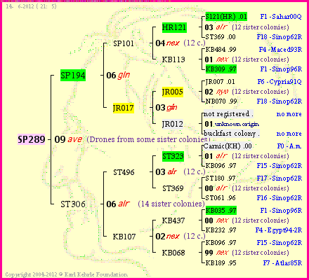 Pedigree of SP289 :
four generations presented