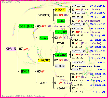 Pedigree of SP315 :
four generations presented