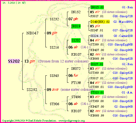 Pedigree of SS202 :
four generations presented