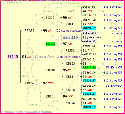 Pedigree of SS213 :
four generations presented