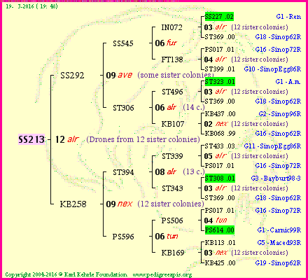 Pedigree of SS213 :
four generations presented