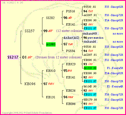 Pedigree of SS217 :
four generations presented