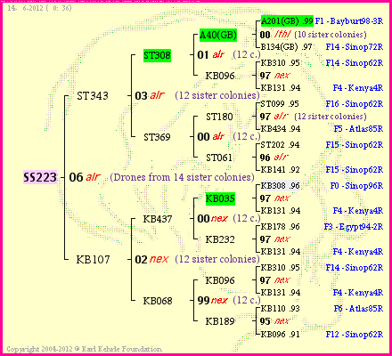 Pedigree of SS223 :
four generations presented