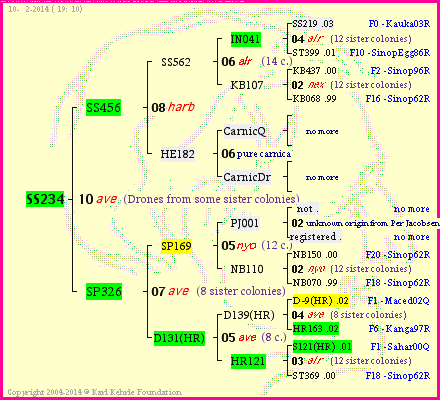 Pedigree of SS234 :
four generations presented