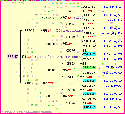 Pedigree of SS247 :
four generations presented