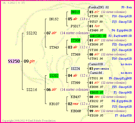 Pedigree of SS250 :
four generations presented