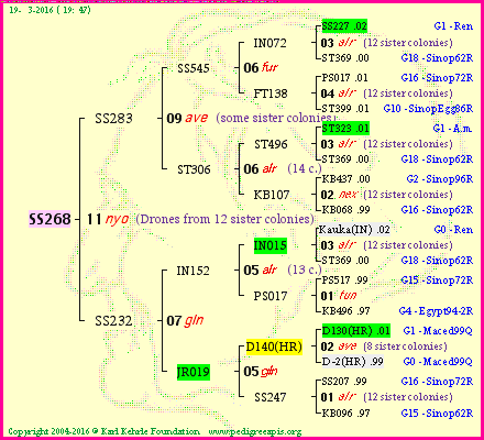 Pedigree of SS268 :
four generations presented