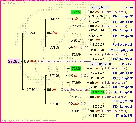 Pedigree of SS283 :
four generations presented