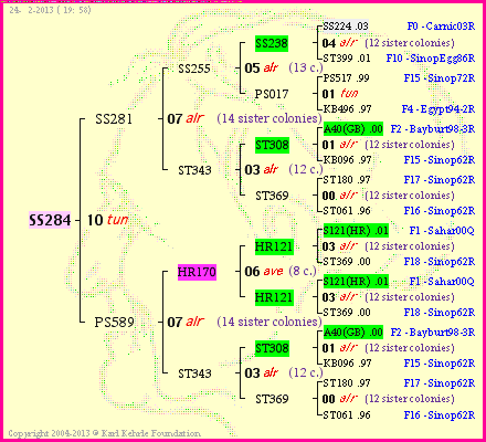 Pedigree of SS284 :
four generations presented