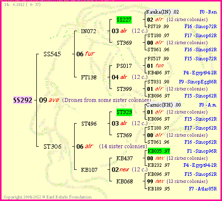 Pedigree of SS292 :
four generations presented