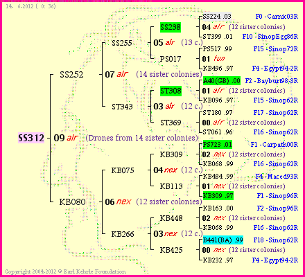 Pedigree of SS312 :
four generations presented