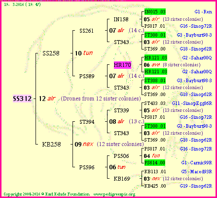 Pedigree of SS312 :
four generations presented