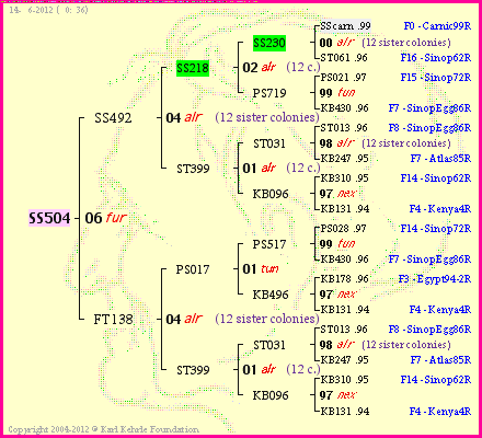 Pedigree of SS504 :
four generations presented