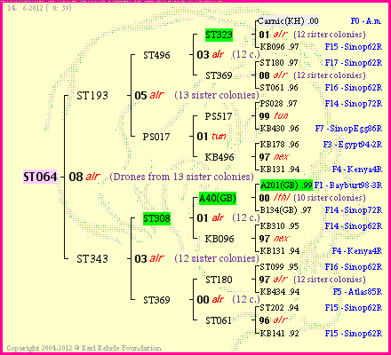 Pedigree of ST064 :
four generations presented