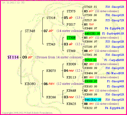 Pedigree of ST114 :
four generations presented
it's temporarily unavailable, sorry!