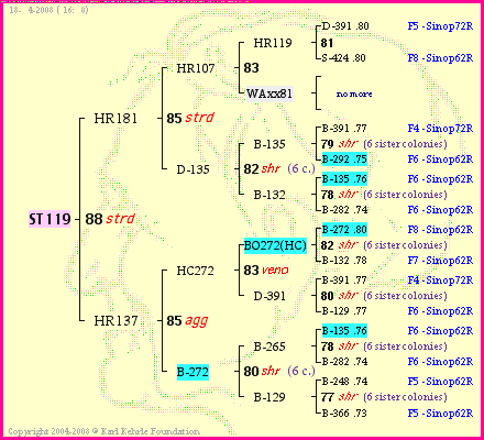 Pedigree of ST119 :
four generations presented
