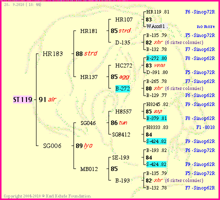 Pedigree of ST119 :
four generations presented