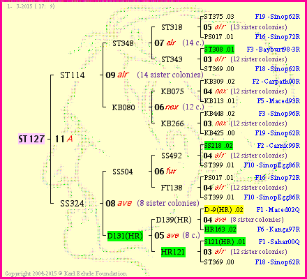 Pedigree of ST127 :
four generations presented