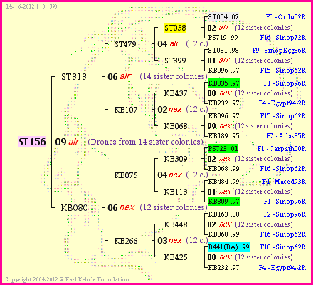 Pedigree of ST156 :
four generations presented