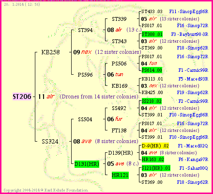 Pedigree of ST206 :
four generations presented