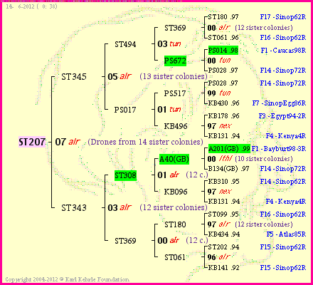 Pedigree of ST207 :
four generations presented