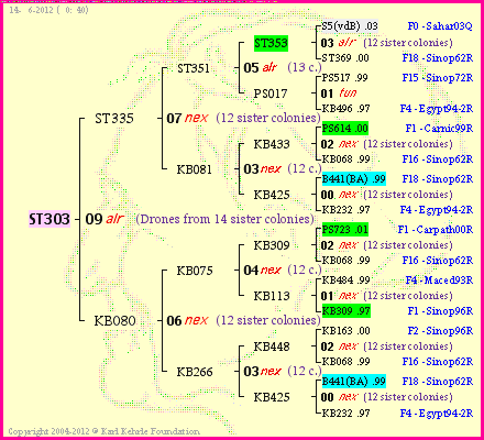 Pedigree of ST303 :
four generations presented