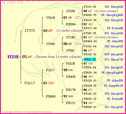 Pedigree of ST318 :
four generations presented