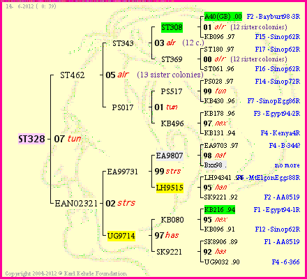 Pedigree of ST328 :
four generations presented