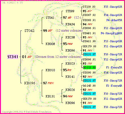 Pedigree of ST341 :
four generations presented